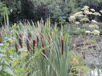 Cat tails in the creek